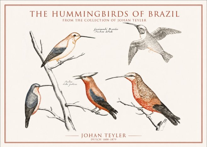 Johan Teyler The Hummingbirds of Brazil from the Collection of Johan Teyler No1 - Affiche