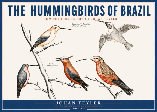 Johan Teyler The Hummingbirds of Brazil from the Collection of Johan Teyler No4 - Affiche