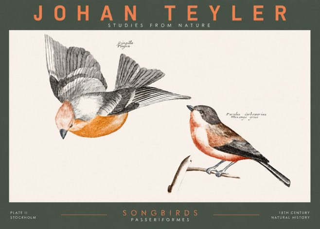Johan Teyler Songbirds - Plate Ii No2 - Affiche
