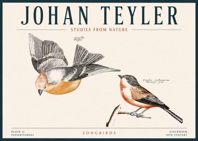 Johan Teyler Songbirds - Plate Ii No4 - Affiche
