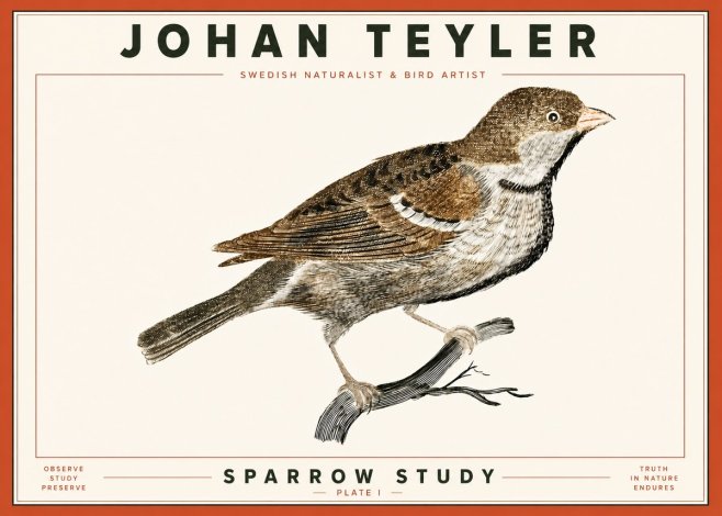 Johan Teyler Sparrow Study No4 - Affiche