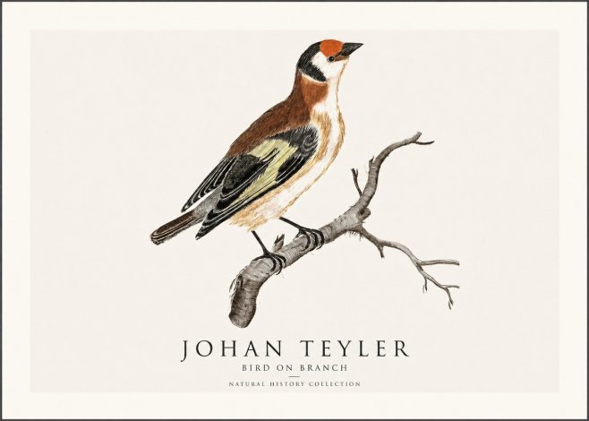 Johan Teyler Song of the Finch No2 - Affiche
