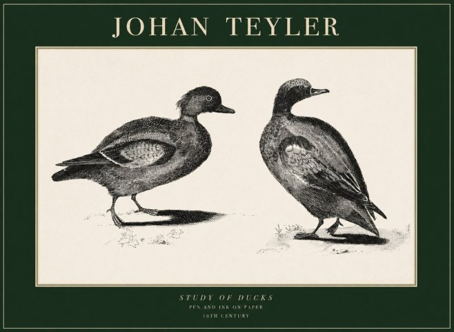 Johan Teyler Study of Ducks No1 - Affiche