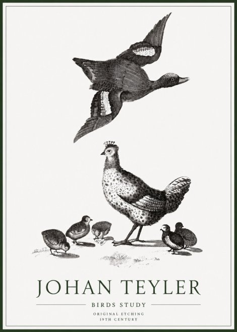 Johan Teyler Birds Study No1 - Affiche