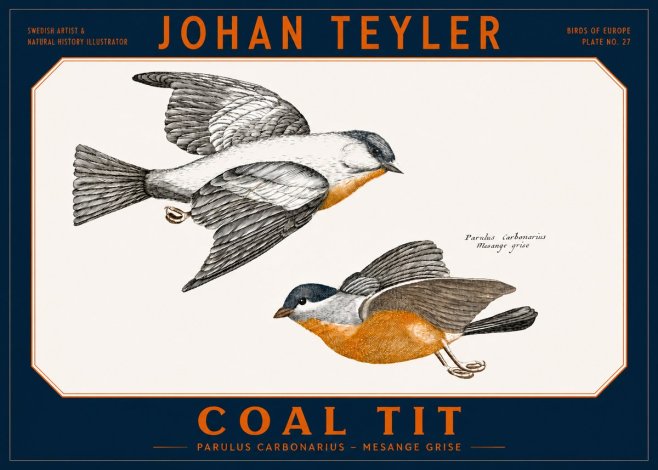 Johan Teyler Coal Tit No2 - Affiche