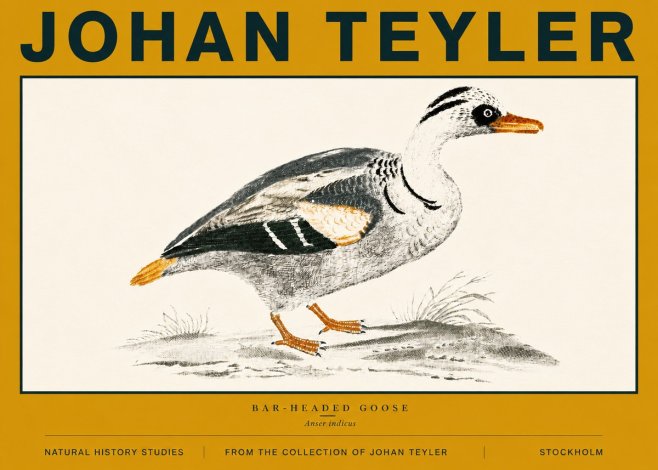 Johan Teyler Bar-headed Goose No6 - Affiche