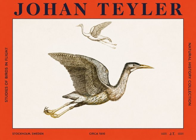 Johan Teyler Studies of Birds in Flight No2 - Affiche