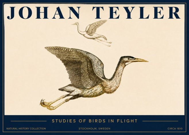 Johan Teyler Studies of Birds in Flight No3 - Affiche