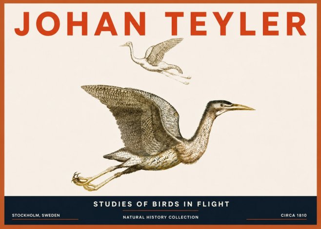 Johan Teyler Studies of Birds in Flight No5 - Affiche