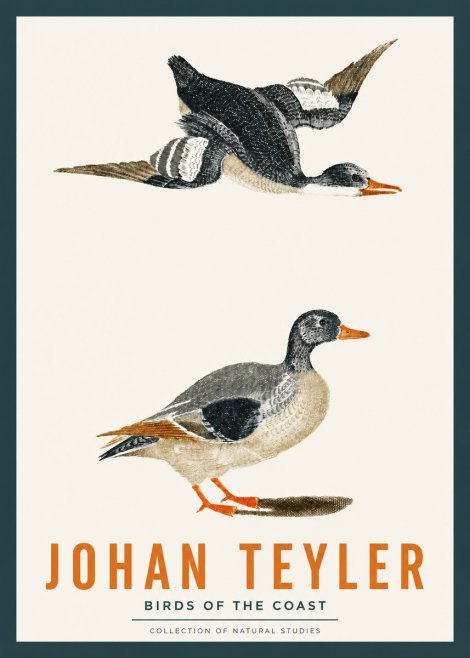 Johan Teyler Birds of the Coast No2 - Affiche
