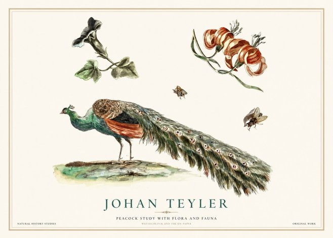 Johan Teyler Peacock Study with Flora and Fauna No1 - Affiche