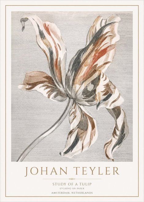 Johan Teyler Study of a Tulip No1 - Affiche
