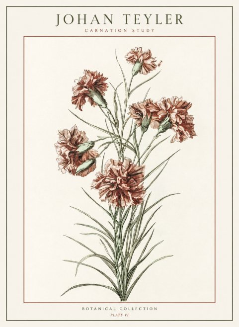 Johan Teyler Carnation Study No1 - Affiche