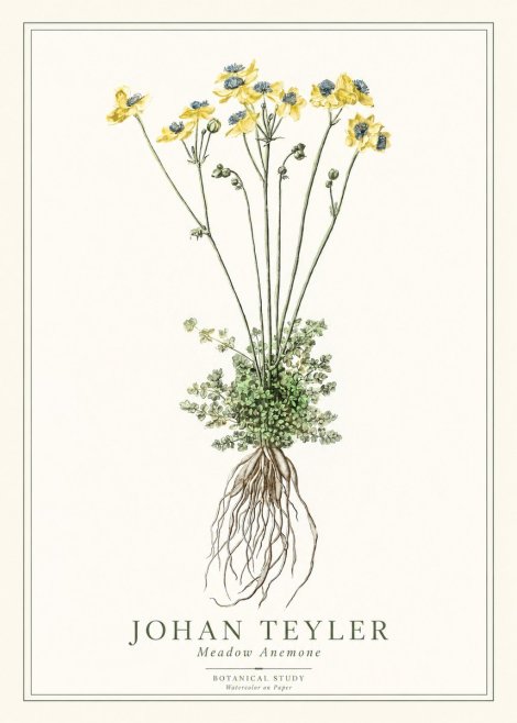 Johan Teyler Meadow Anemone No1 - Affiche