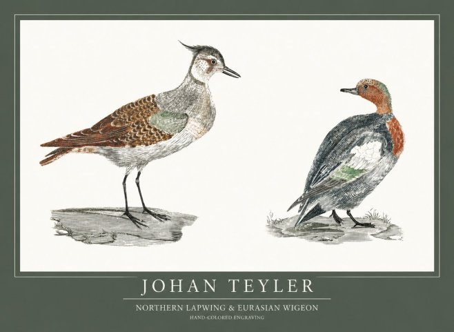 Johan Teyler Northern Lapwing & Eurasian Wigeon No1 - Affiche