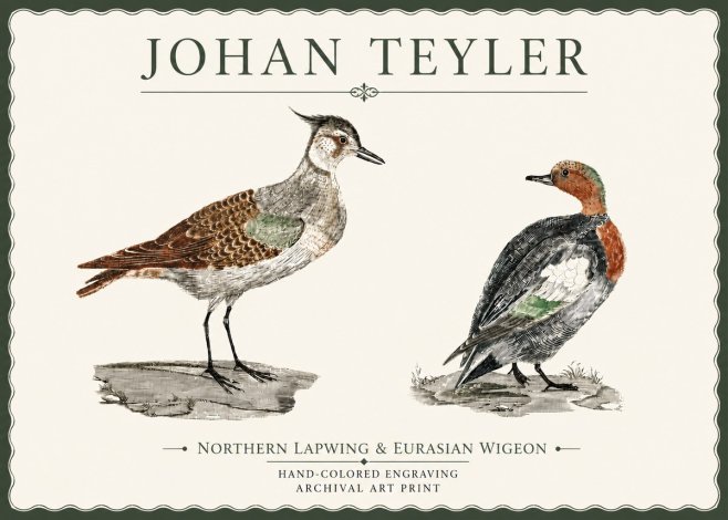 Johan Teyler Northern Lapwing & Eurasian Wigeon No4 - Affiche