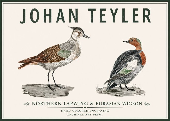 Johan Teyler Northern Lapwing & Eurasian Wigeon No5 - Affiche