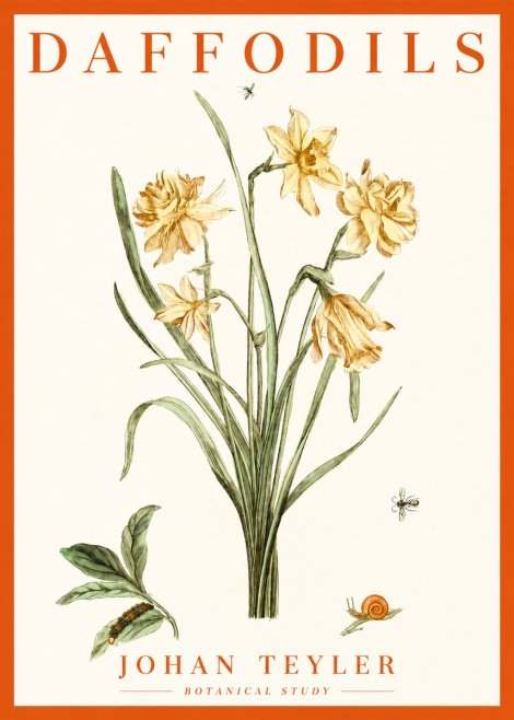 Johan Teyler Daffodils No2 - Affiche