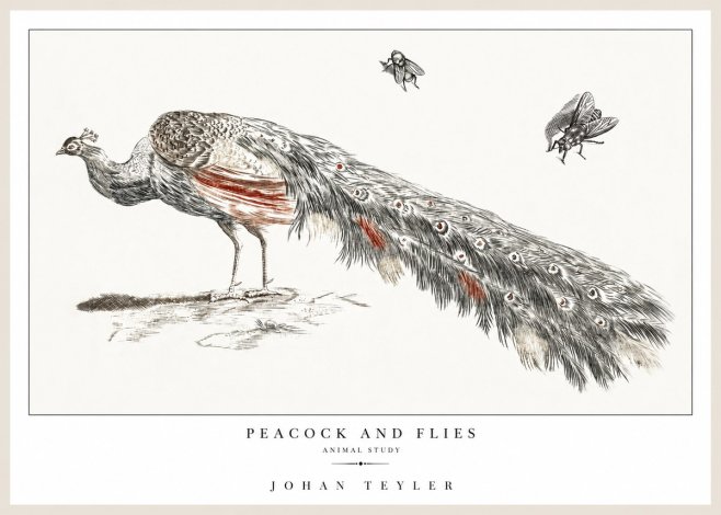 Johan Teyler Peacock and Flies - Animal Study No1 - Affiche
