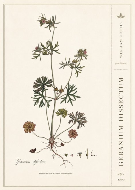 William Curtis Geranium Dissectum I No2 - Affiche
