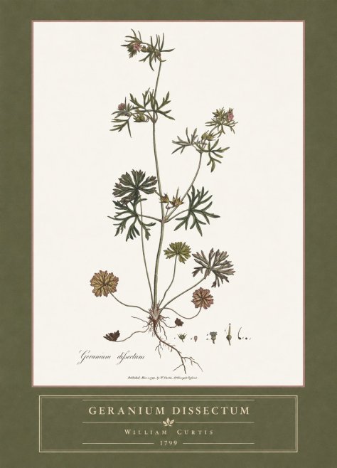 William Curtis Geranium Dissectum I No4 - Affiche