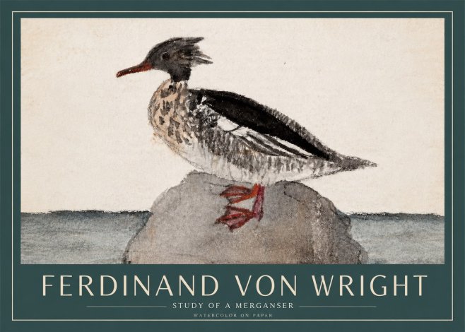 Ferdinand von Wright Study of a Merganser No3 - Affiche