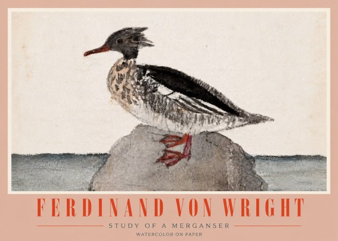 Ferdinand von Wright Study of a Merganser No4 - Affiche