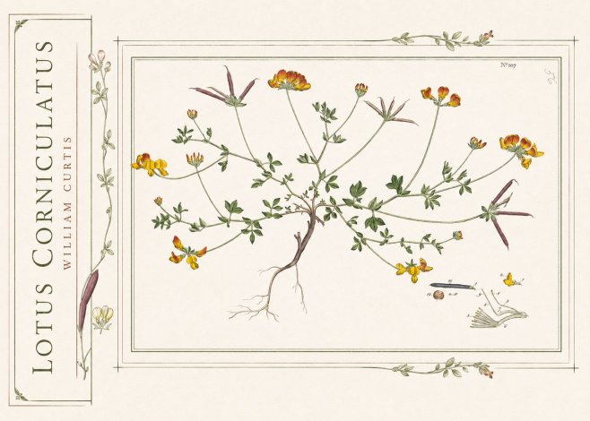 William Curtis Lotus Corniculatus I No2 - Affiche