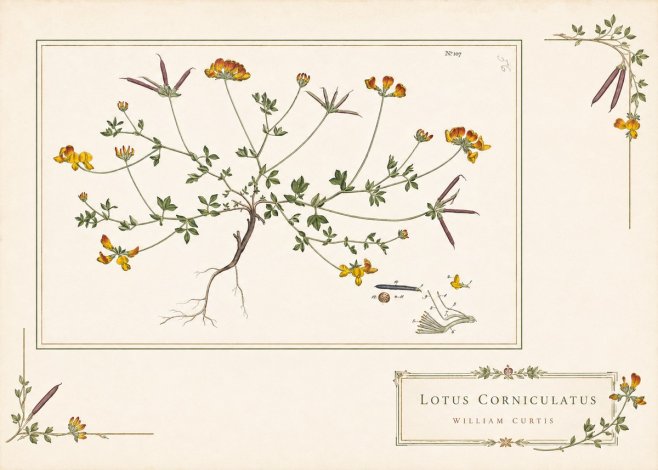 William Curtis Lotus Corniculatus I No4 - Affiche