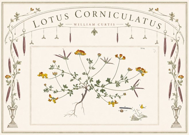 William Curtis Lotus Corniculatus I No6 - Affiche