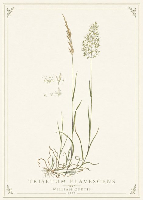 William Curtis Trisetum Flavescens II No1 - Affiche