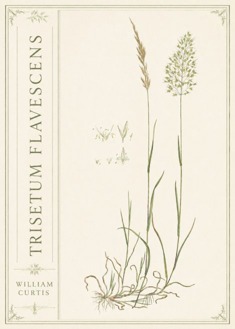 William Curtis Trisetum Flavescens II No2 - Affiche