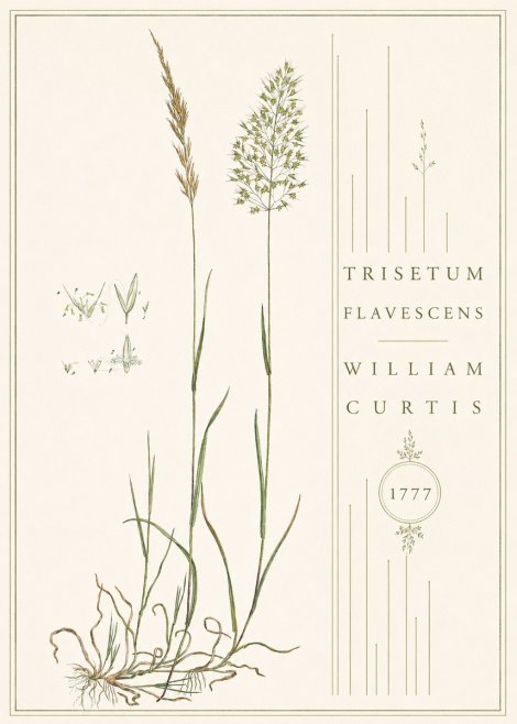 William Curtis Trisetum Flavescens II No4 - Affiche