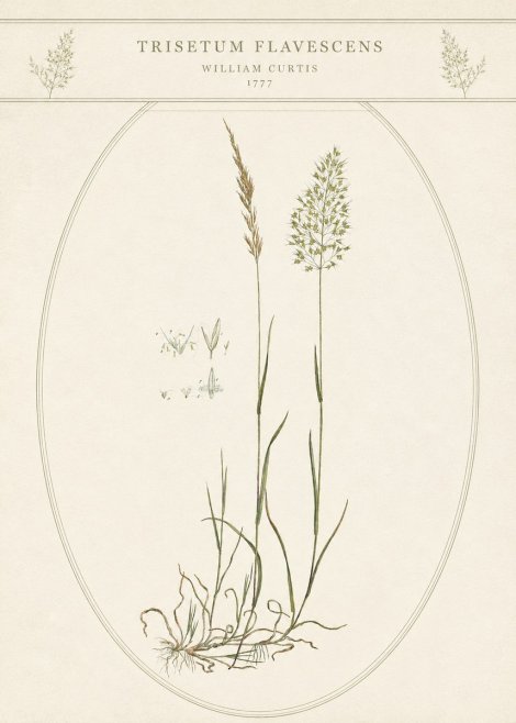 William Curtis Trisetum Flavescens II No5 - Affiche