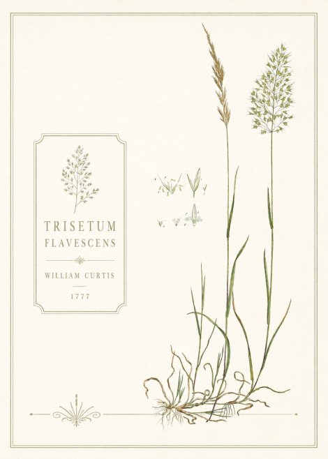 William Curtis Trisetum Flavescens II No6 - Affiche