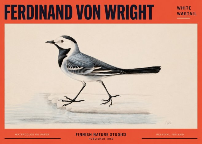 Ferdinand von Wright White Wagtail No2 - Affiche