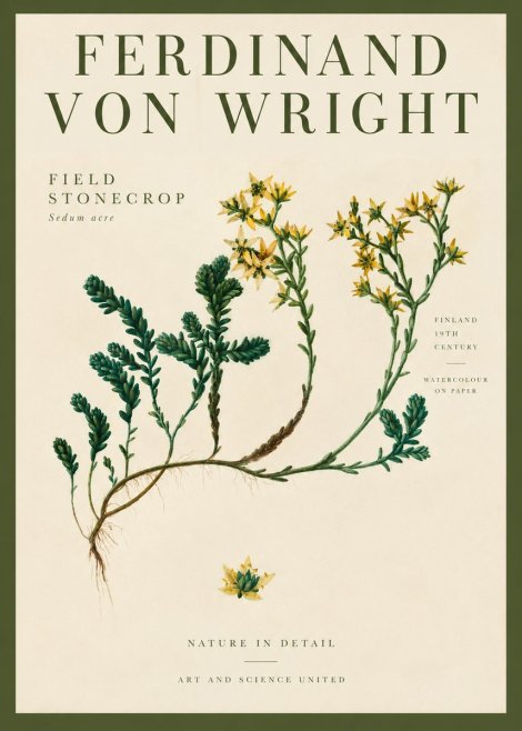 Ferdinand von Wright Botanical Study No4 - Affiche