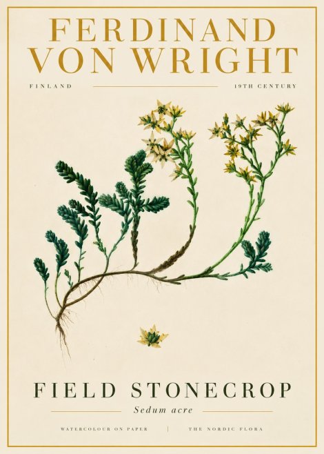 Ferdinand von Wright Botanical Study No6 - Affiche