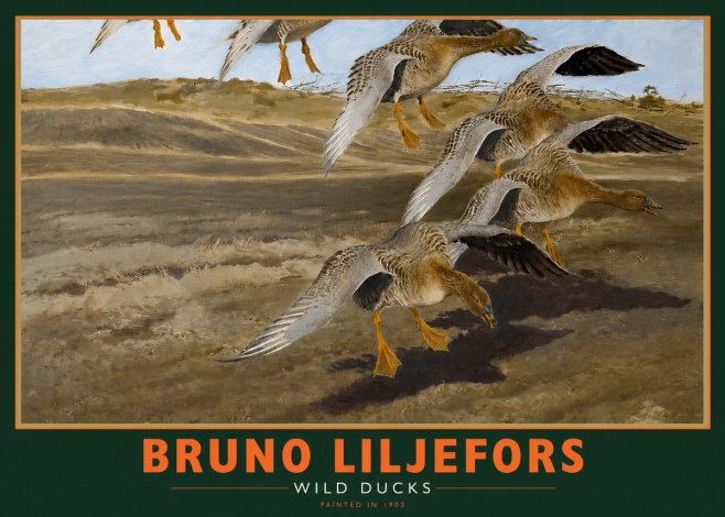 Bruno Liljefors Wild Ducks I No2 - Affiche