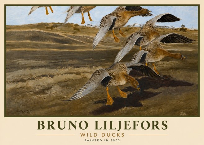 Bruno Liljefors Wild Ducks I No6 - Affiche