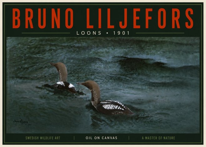Bruno Liljefors Loons · 1901 No5 - Affiche