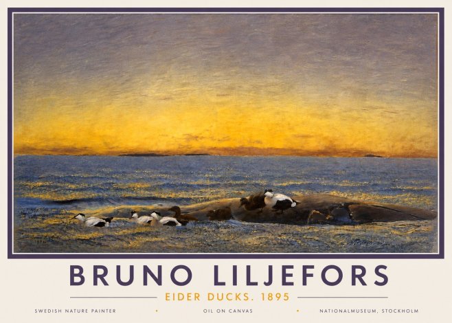Bruno Liljefors Eider Ducks. 1895 No4 - Affiche