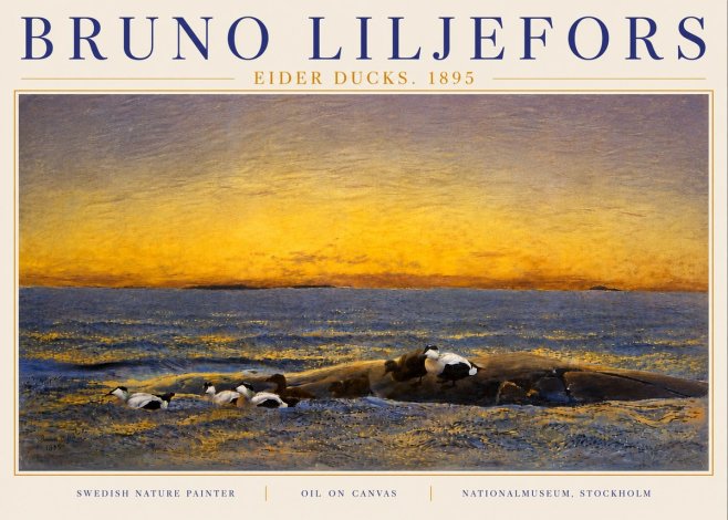Bruno Liljefors Eider Ducks. 1895 No6 - Affiche