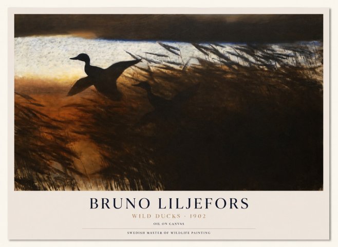 Bruno Liljefors Wild Ducks II No1 - Affiche