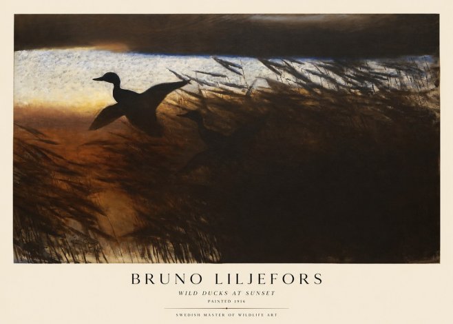 Bruno Liljefors Wild Ducks II No5 - Affiche
