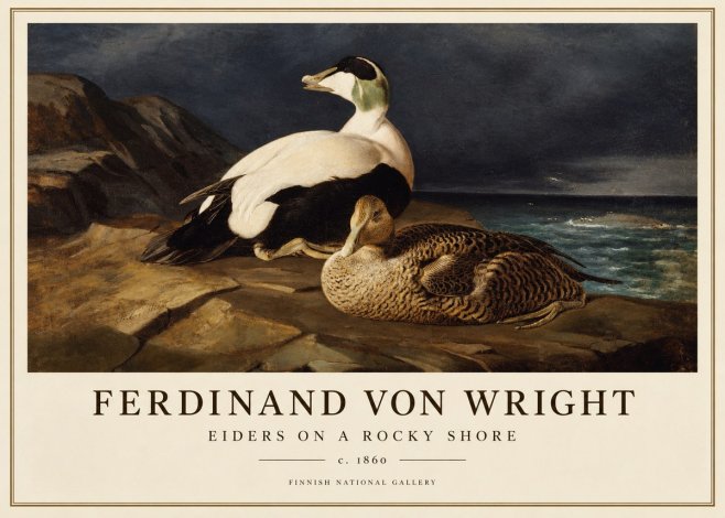 Ferdinand von Wright Eiders on a Rocky Shore No1 - Affiche