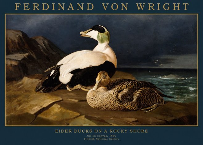 Ferdinand von Wright Eiders on a Rocky Shore No2 - Affiche