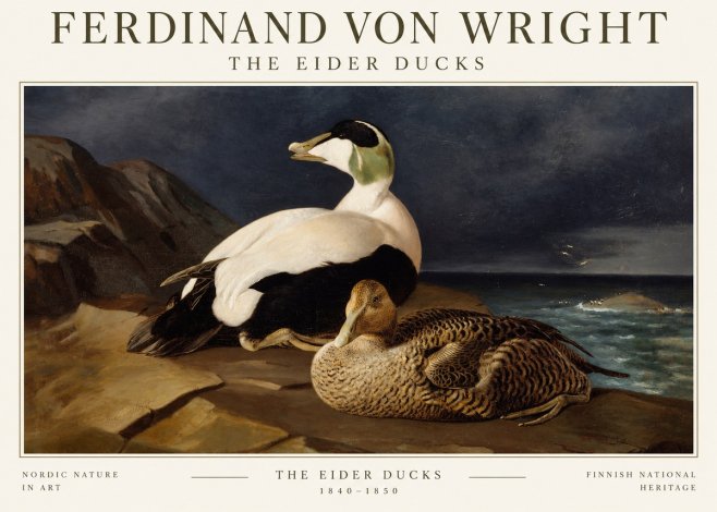 Ferdinand von Wright Eiders on a Rocky Shore No3 - Affiche
