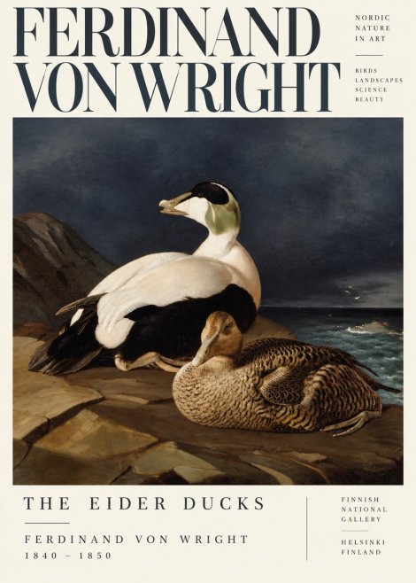 Ferdinand von Wright Eiders on a Rocky Shore No5 - Affiche