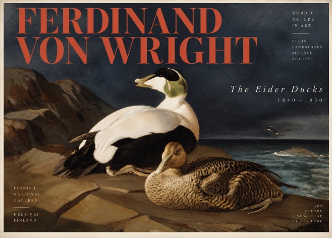 Ferdinand von Wright Eiders on a Rocky Shore No6 - Affiche